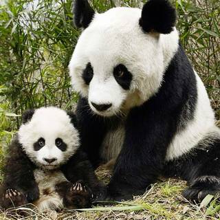 Giant panda cub wallpaper