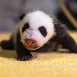 Giant panda cub wallpaper
