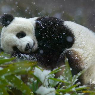 Giant panda cub wallpaper