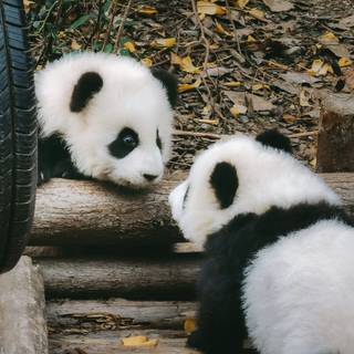 Giant panda cub wallpaper