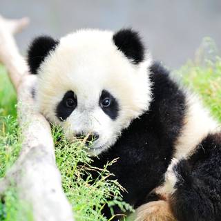 Giant panda cub wallpaper