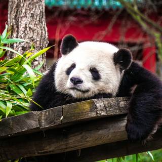 Giant panda cub wallpaper