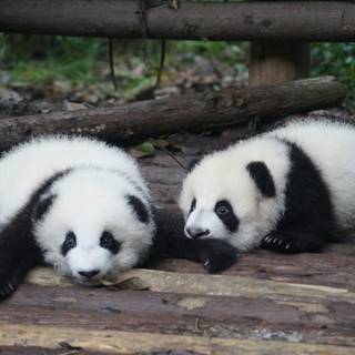 Giant panda cub wallpaper