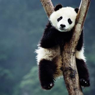Giant panda cub wallpaper
