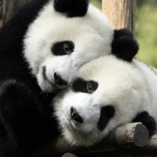 Giant panda cub wallpaper