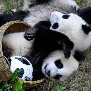 Giant panda cub wallpaper