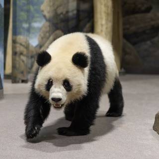 Giant panda cub wallpaper