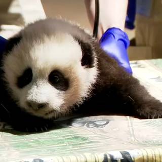 Giant panda cub wallpaper