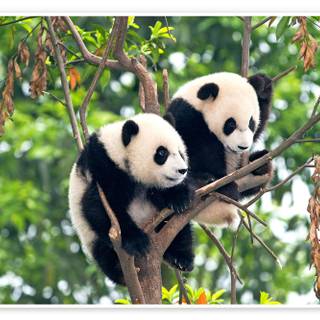 Giant panda cub wallpaper