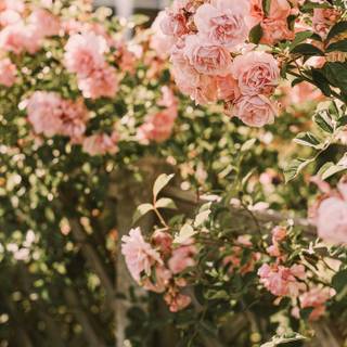 Pink cottagecore wallpaper