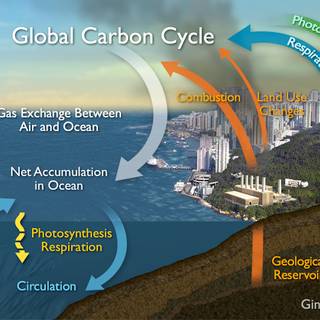 Carbon cycle wallpaper