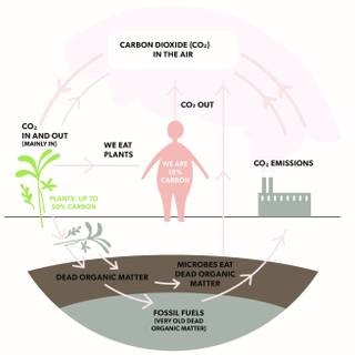 Carbon cycle wallpaper