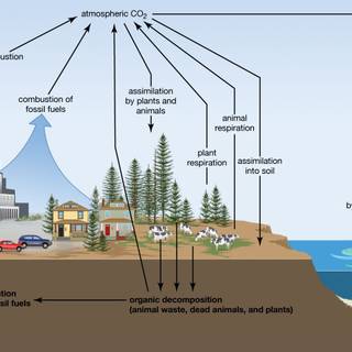 Carbon cycle wallpaper
