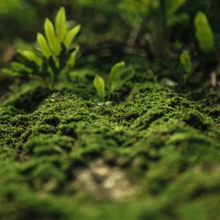 Carbon cycle wallpaper
