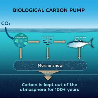 Carbon cycle wallpaper
