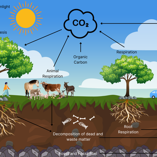 Carbon cycle wallpaper