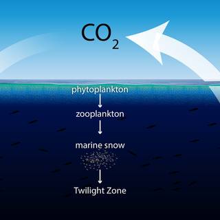 Carbon cycle wallpaper