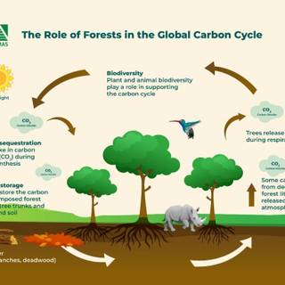 Carbon cycle wallpaper
