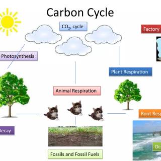 Carbon cycle wallpaper