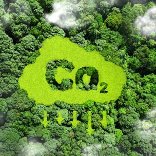 Carbon cycle wallpaper