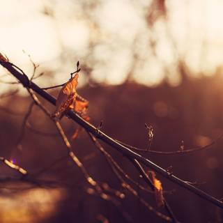 Hope desktop wallpaper