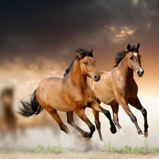 Horses desktop wallpaper