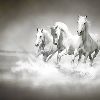 Horses desktop wallpaper