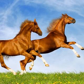 Horses desktop wallpaper