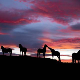 Horses desktop wallpaper