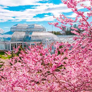 Desktop garden wallpaper