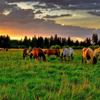 Horses desktop wallpaper