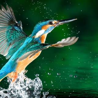 Desktop bird wallpaper