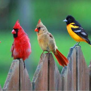 Desktop bird wallpaper