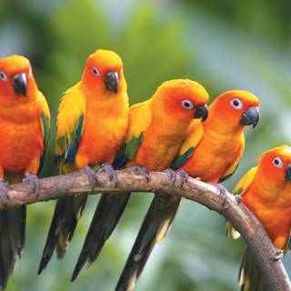 Desktop bird wallpaper