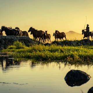 Horses desktop wallpaper