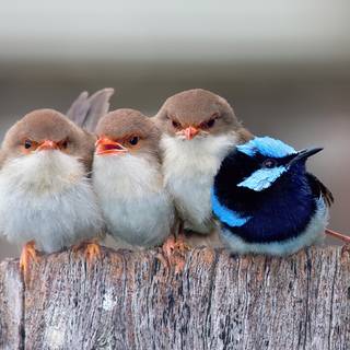 Desktop bird wallpaper