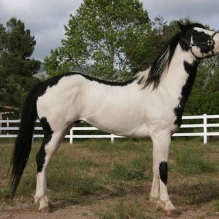 Horses desktop wallpaper