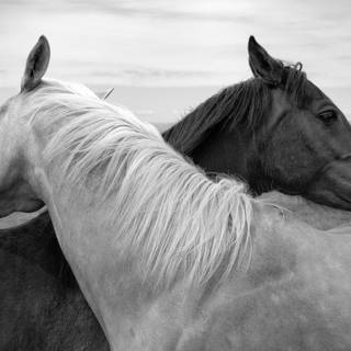 Horses desktop wallpaper