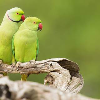 Parrot desktop wallpaper