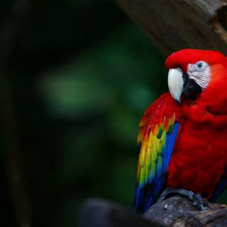 Parrot desktop wallpaper