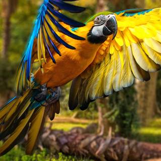 Parrot desktop wallpaper