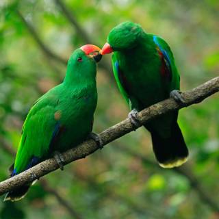 Parrot desktop wallpaper