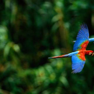 Parrot desktop wallpaper