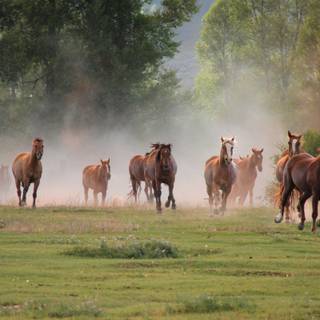 Horses desktop wallpaper