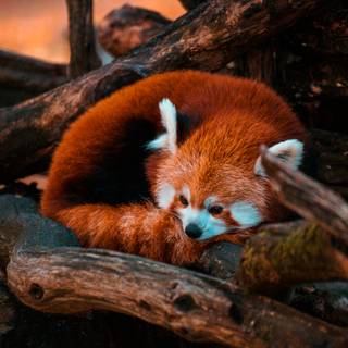 Red panda desktop wallpaper