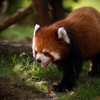 Red panda desktop wallpaper