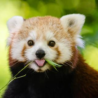Red panda desktop wallpaper