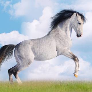 Horses desktop wallpaper