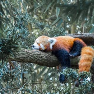 Red panda desktop wallpaper