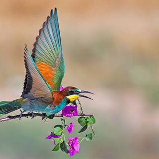 Desktop bird wallpaper